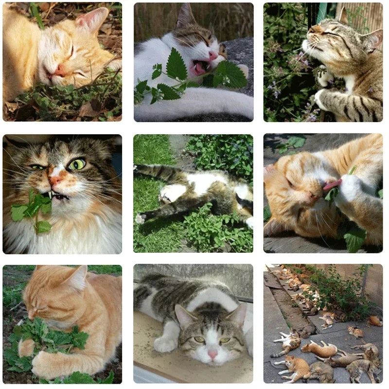 20g Simply Catnip Natural Organic Premium Catnip 20g/bag Catmint Menthol Flavor Can Be Sprinkled on Toys and Catnip Toys
