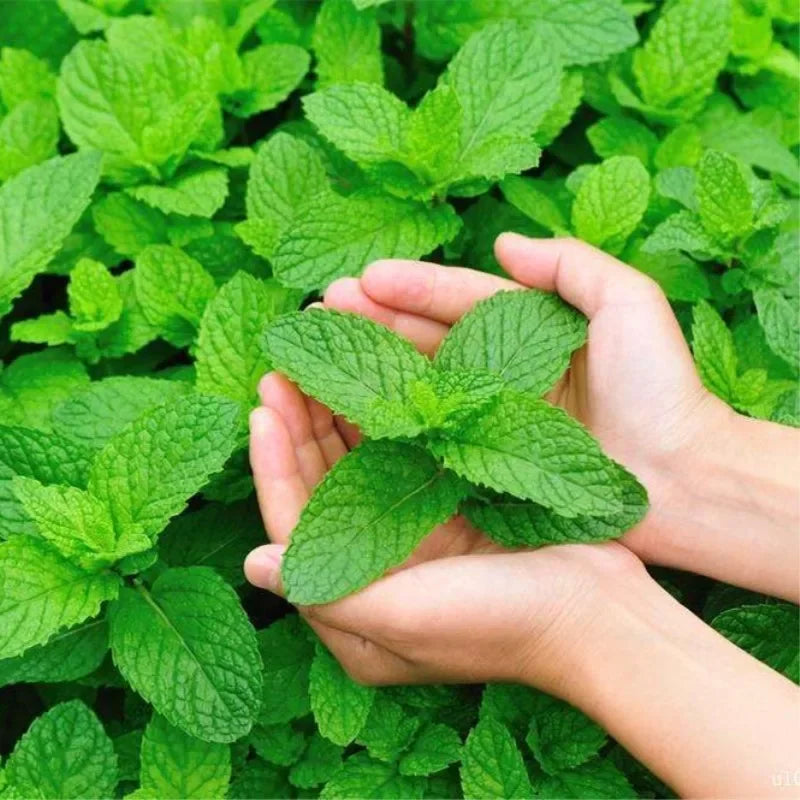 20g Simply Catnip Natural Organic Premium Catnip 20g/bag Catmint Menthol Flavor Can Be Sprinkled on Toys and Catnip Toys
